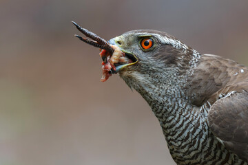 Northern Goshawk (accipiter gentilis) eating a dove in the forest in the Netherlands