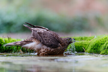 Northern Goshawk (accipiter gentilis) juvenile taking a bath and drinking in a pond in the forest in the Netherlands