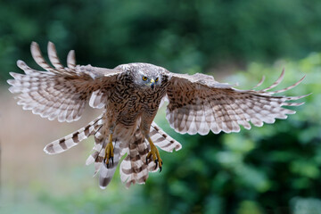 Northern Goshawk (accipiter gentilis) flying just before landing  in the forest in the Netherlands