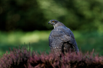 Northern Goshawk (accipiter gentilis) sitting on the ground and protecting his prey in the forest in the Netherlands