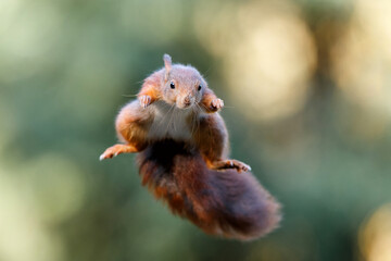 Eurasian red squirrel (Sciurus vulgaris) jumping in the forest of Noord Brabant in the Netherlands. Green background. - obrazy, fototapety, plakaty