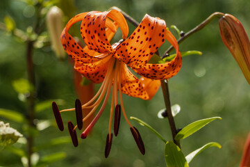 Beautiful lily with dots on the petals.