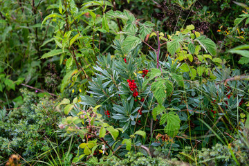 the red berries from the mezereon, daphne mezereum, a toxic plant 