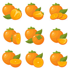 Set of fresh whole, half, cut slice persimmon fruits isolated on white background. Summer fruits for healthy lifestyle. Organic fruit. Cartoon style. Vector illustration for any design.