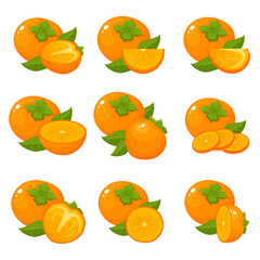 Set of fresh whole, half, cut slice persimmon fruits isolated on white background. Summer fruits for healthy lifestyle. Organic fruit. Cartoon style. Vector illustration for any design.