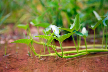 Thai morning glory or thai water convolulus grows naturally in calm water.
