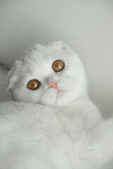 White Scottish Fold kitten with amber eye color looking into the camera