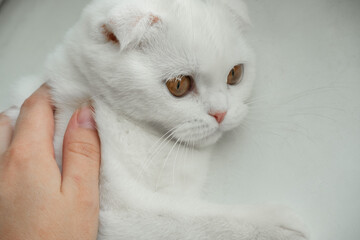Obraz premium White Scottish Fold kitten with amber eye color being petted