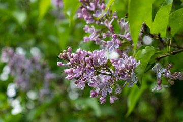 a branch of blooming lilac