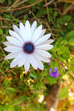 Natural Daisy flower plant, nature photography