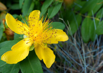 on the left, a bud of a yellow St. John's wort flower with green leaves grows in the garden. side...