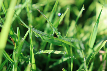Dew drops on green grass