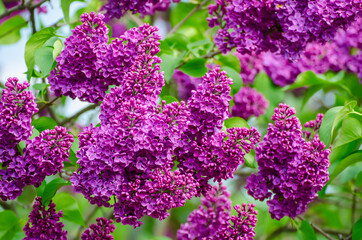 Spring lilac flowers