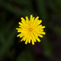 Yellow dandelion in dark background