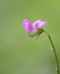 Small pink wild flower in the field