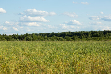 Grass field and blue sky, green summer landscape