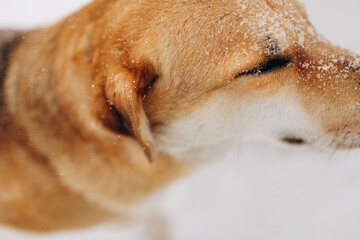 golden retriever dog in the snow