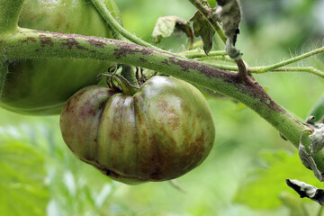 The tomato plant and unripe tomato are infected with late blight caused by fungus-like...