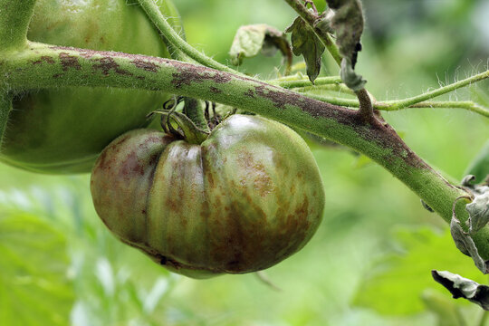 The tomato plant and unripe tomato are infected with late blight caused by fungus-like microorganism Phytophthora infestans. Stems, leaves, and fruits have dark brown or grey spots and lesions.