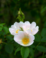 Dog rose (Rosa canina) with white flowers