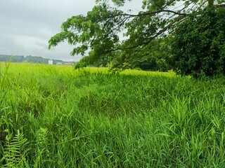 rice field