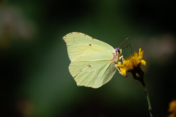 brimstone butterfly feeding on a yellow flower