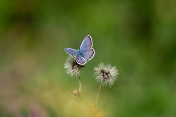 blue polyommatini butterfly on a flower