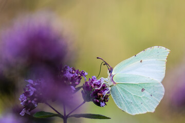 extreme close-up of common brimstone butterfly on flower