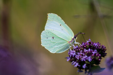 common brimstone butterfly on purple flower