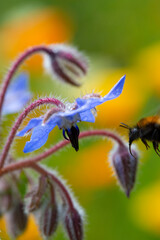 Close-up of Borage or Starflower (Borago officinalis), flowering