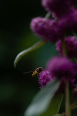 hoverfly on flower