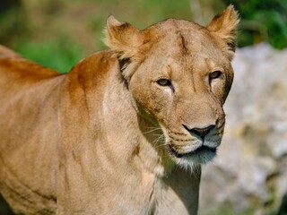 Fototapeta na wymiar Lioness portrait outdoor in summer
