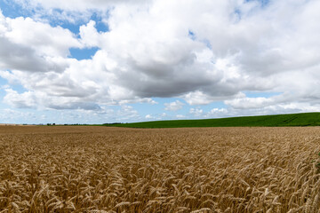 field of wheat and sky in south sweden in summer