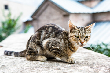 Beautiful abandoned cat on Tbilisi streets. Beautiful country Georgia in summer.