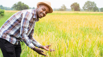 Success african farmer smiling at an organic rice farm.Agriculture or cultivation concept