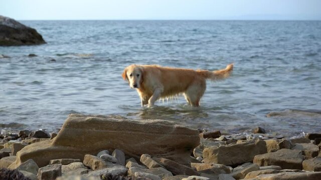 The Golden Retriever dog enjoys the sea. Summer season at the Adriatic Sea. Canine on a rocky beach. Domestic doggy outside. Slow motion, shallow depth of field