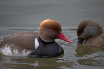 two ducks in the lake
Red-crested pochard (male and female) swimming in the lake. Moscow 2021