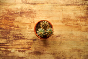 Obraz na płótnie Canvas cactus on wooden table, cacti, succulents, flowers, plant, desert