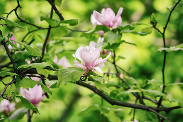 Magnolia spring flowers