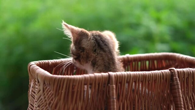 A little kitten sits in a basket and plays and then jumps out of the basket. Kitten in a wicker basket outdoor on a green natural background