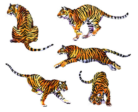 Set of Tigers isolated on white background. Watercolor Illustration.