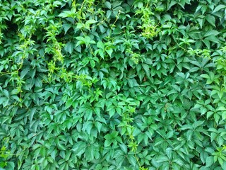 Wild grapes. Lianas weaving along the walls