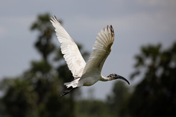 Black Headed Ibis Bird Is Flying Over The Lake.