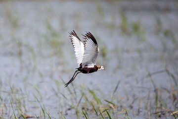 Pheasant-tailed Jacana in Bundala national park, Sri Lanka