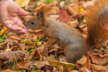 Naklejka na ściany i meble feeding friendly little red squirrel with hazelnuts