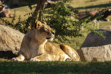 female African lion, Panthera leo bleyenberghi, feline mammal