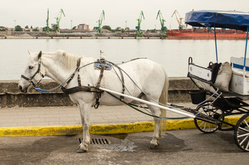 White horse with a carriage.
