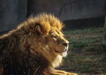 Obraz premium Male African lion, Panthera leo bleyenberghi, portrait imposing feline mammal