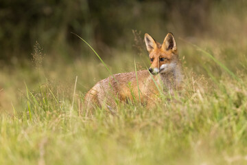 Red fox (vulpes vulpes), walking on green meadow in autumn nature. Wild predator moving in wilderness.