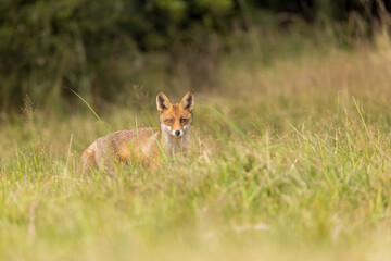 Red fox (vulpes vulpes), walking on green meadow in autumn nature. Wild predator moving in wilderness.